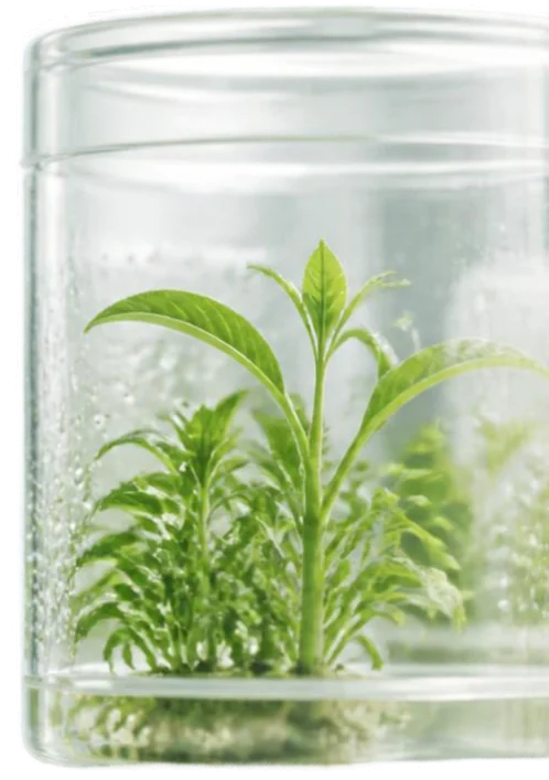 Young plants growing in a tissue culture jar