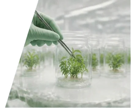 In vitro plant culture