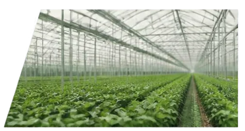 Greenhouse growing beds