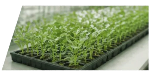 Seedling trays