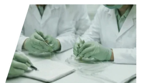 Plant laboratory work