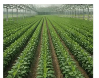 Agricultural fields