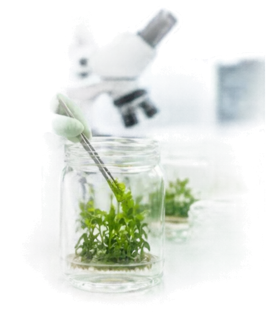 Plant tissue culture in the laboratory