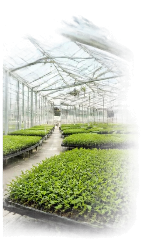 Plant production at greenhouse scale