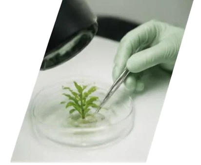 Plant science