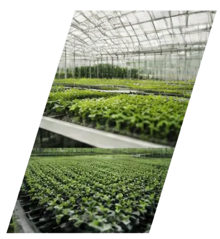 Scalable plant production