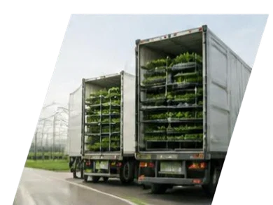 Plants ready for distribution