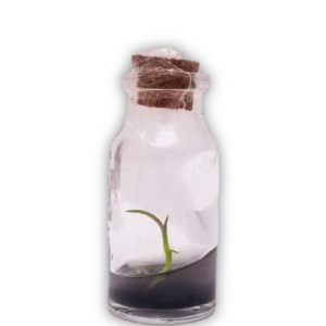 Epidendrum In vitro