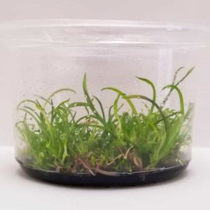 Epidendrum In vitro