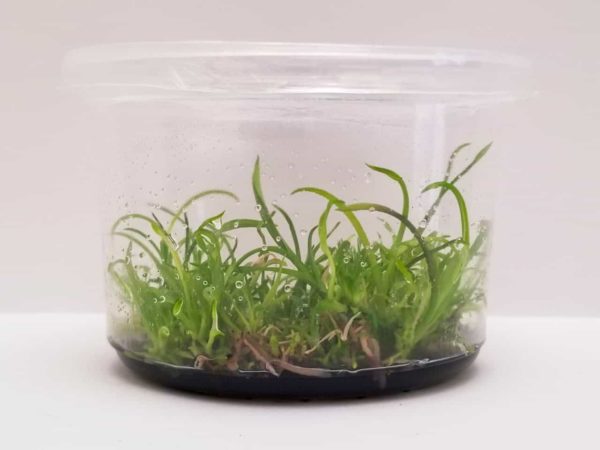 Epidendrum In vitro