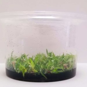 Guarianthe Aurantiaca In vitro