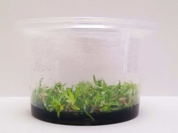 Guarianthe Aurantiaca In vitro