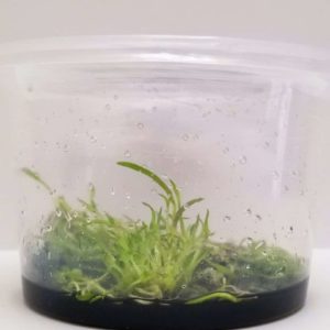 Epidendrum Radicans In vitro