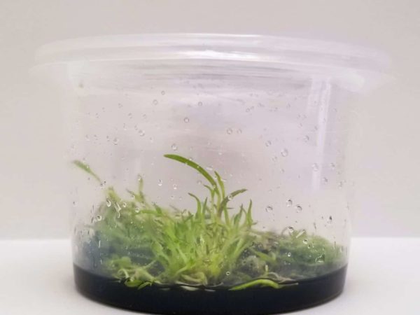 Epidendrum Radicans In vitro