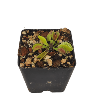 Dionaea muscipula típica