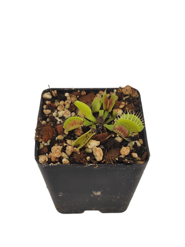 Dionaea muscipula típica