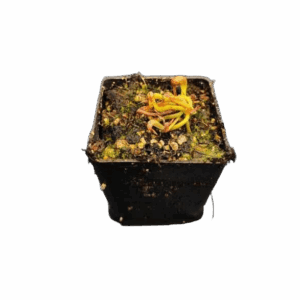 Darlingtonia Californica