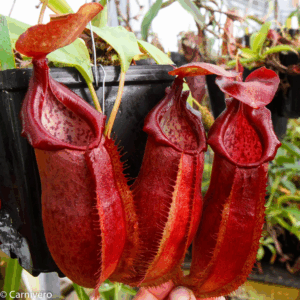 Nepenthes adrianii
