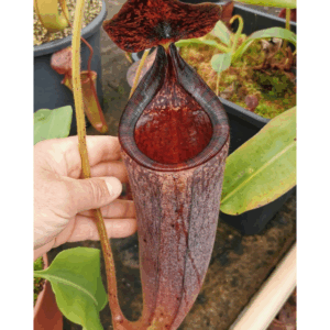 Nepenthes glandulifera × (Nepenthes mira × Nepenthes lowii)