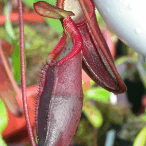 Nepenthes diatas