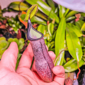 Nepenthes Spatulata x Adnata