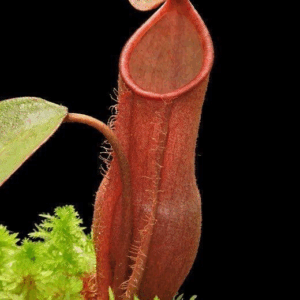 Nepenthes Vieillardii