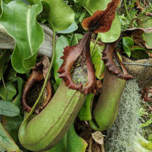 Nepenthes Truncata