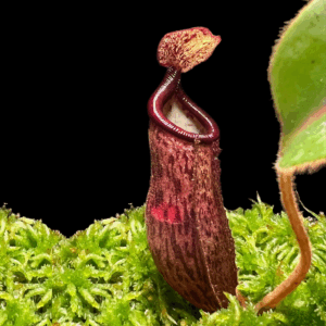 Nepenthes glandulifera × leonardoi