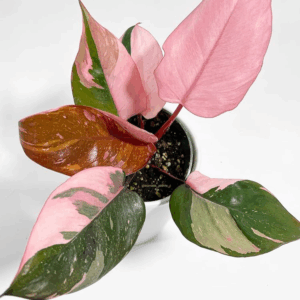 Philodendron ‘Pink Princess’ – 5 piezas in vitro