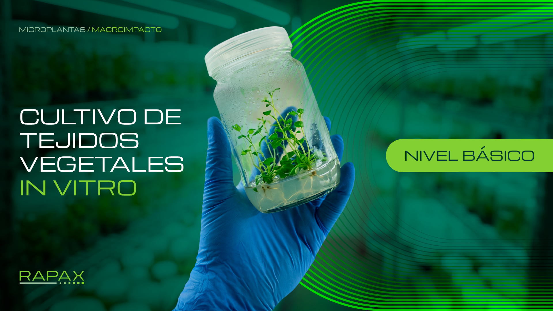 Cultivo de Tejidos Vegetales In Vitro a Nivel Básico.